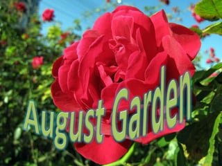August Garden 