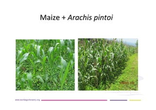 AugustinMercado-icraf-conservationagriculturewithtreesintopical uplands
