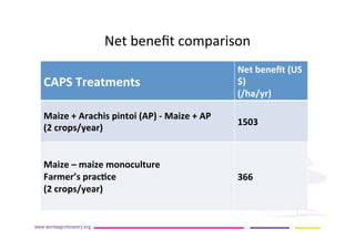 AugustinMercado-icraf-conservationagriculturewithtreesintopical uplands