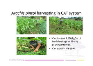 AugustinMercado-icraf-conservationagriculturewithtreesintopical uplands