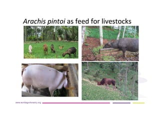 AugustinMercado-icraf-conservationagriculturewithtreesintopical uplands