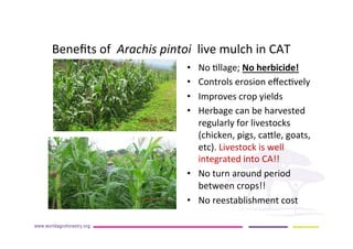 AugustinMercado-icraf-conservationagriculturewithtreesintopical uplands
