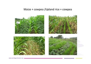 AugustinMercado-icraf-conservationagriculturewithtreesintopical uplands