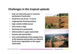AugustinMercado-icraf-conservationagriculturewithtreesintopical uplands