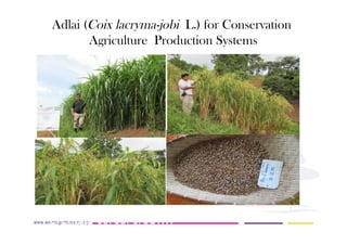 AugustinMercado-icraf-conservationagriculturewithtreesintopical uplands