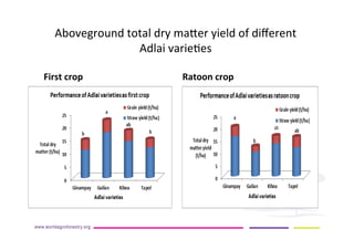 AugustinMercado-icraf-conservationagriculturewithtreesintopical uplands