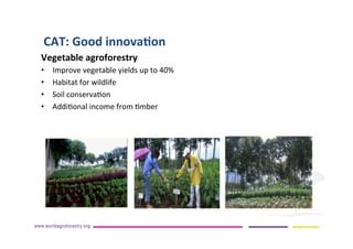 AugustinMercado-icraf-conservationagriculturewithtreesintopical uplands