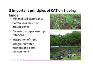 AugustinMercado-icraf-conservationagriculturewithtreesintopical uplands
