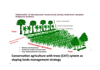 AugustinMercado-icraf-conservationagriculturewithtreesintopical uplands