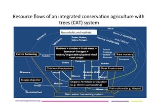 AugustinMercado-icraf-conservationagriculturewithtreesintopical uplands