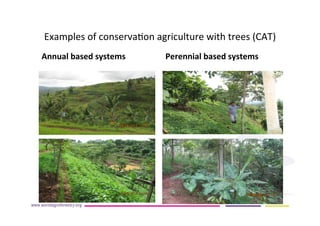 AugustinMercado-icraf-conservationagriculturewithtreesintopical uplands