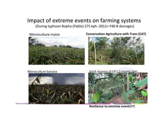 AugustinMercado-icraf-conservationagriculturewithtreesintopical uplands