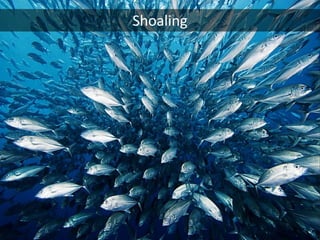 Shoaling
 