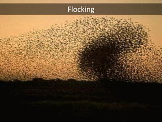 Flocking
 