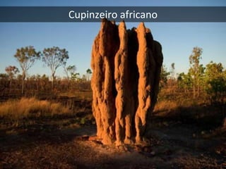 Cupinzeiro africano
 