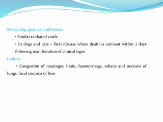 Sheep, dog, goat, cat and horses
• Similar to that of cattle
• In dogs and cats – fatal disease where death is eminent within 2 days
following manifestation of clinical signs
Lesions
• Congestion of meninges, brain, haemorrhage, odema and necrosis of
lungs, focal necrosis of liver
 