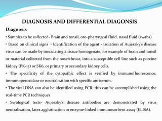 DIAGNOSIS AND DIFFERENTIAL DIAGONSIS
Diagnosis
• Samples to be collected- Brain and tonsil, oro-pharyngeal fluid, nasal fluid (swabs)
• Based on clinical signs • Identification of the agent - Isolation of Aujeszky’s disease
virus can be made by inoculating a tissue homogenate, for example of brain and tonsil
or material collected from the nose/throat, into a susceptible cell line such as porcine
kidney (PK-15) or SK6, or primary or secondary kidney cells.
• The specificity of the cytopathic effect is verified by immunofluorescence,
immunoperoxidase or neutralisation with specific antiserum.
• The viral DNA can also be identified using PCR; this can be accomplished using the
real-time PCR techniques.
• Serological tests- Aujeszky’s disease antibodies are demonstrated by virus
neutralisation, latex agglutination or enzyme-linked immunosorbent assay (ELISA).
 
