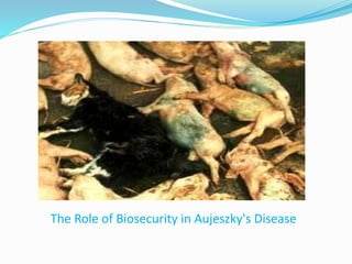 The Role of Biosecurity in Aujeszky's Disease
 