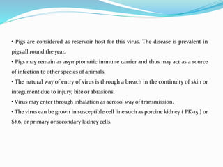 • Pigs are considered as reservoir host for this virus. The disease is prevalent in
pigs all round the year.
• Pigs may remain as asymptomatic immune carrier and thus may act as a source
of infection to other species of animals.
• The natural way of entry of virus is through a breach in the continuity of skin or
integument due to injury, bite or abrasions.
• Virus may enter through inhalation as aerosol way of transmission.
• The virus can be grown in susceptible cell line such as porcine kidney ( PK-15 ) or
SK6, or primary or secondary kidney cells.
 