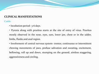 CLINICAL MANIFESTATIONS
Cattle
• Incubation period- 3-6 days.
• Pyrexia along with pruritus starts at the site of entry of virus. Pruritus
mostly observed in the nose, eyes, ears, lower jaw, chest or in the udder,
limbs, flanks and anal region.
• Involvement of central nervous system- tremor, continuous or intermittent
chewing movements of jaws, profuse salivation and sweating, excitement,
bellowing, roll up and down, stumping on the ground, aimless staggering,
aggressiveness and circling.
 