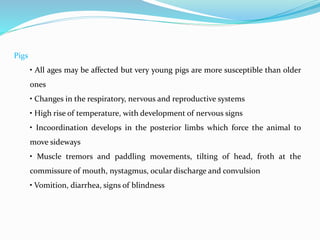 Pigs
• All ages may be affected but very young pigs are more susceptible than older
ones
• Changes in the respiratory, nervous and reproductive systems
• High rise of temperature, with development of nervous signs
• Incoordination develops in the posterior limbs which force the animal to
move sideways
• Muscle tremors and paddling movements, tilting of head, froth at the
commissure of mouth, nystagmus, ocular discharge and convulsion
• Vomition, diarrhea, signs of blindness
 