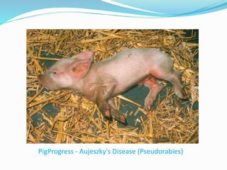PigProgress - Aujeszky's Disease (Pseudorabies)
 