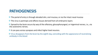 PATHOGENESIS
 The portal of entry is through abraded skin, oral mucosa, or via the intact nasal mucosa
 The virus is pantropic and affects tissues derived from all embryonic layers
 Spread to the brain occurs by way of the olfactory, glossopharyngeal, or trigeminal nerves, i.e., via
the autonomic nerves.
 It can pass across synapses and infect higher level neurons.
 Virus disappears from the brain by the eighth day, coinciding with the appearance of neutralizing
antibody in the blood
 