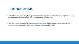 PATHOGENESIS
 When the virus gains entry through a skin abrasion, it quickly invades the local peripheral nerves,
passing along them centripetally and causing damage to nerve cells.
 It is this form of progression that causes local pruritus in the early stages of the disease, and
encephalomyelitis at a later stage when the virus has invaded the CNS.
 