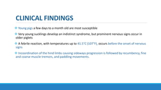 CLINICAL FINDINGS
 Young pigs a few days to a month old are most susceptible
 Very young sucklings develop an indistinct syndrome, but prominent nervous signs occur in
older piglets
 A febrile reaction, with temperatures up to 41.5°C (107°F), occurs before the onset of nervous
signs
 Incoordination of the hind limbs causing sideways progression is followed by recumbency, fine
and coarse muscle tremors, and paddling movements.
 