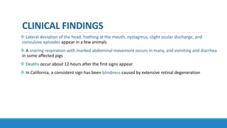 CLINICAL FINDINGS
 Lateral deviation of the head, frothing at the mouth, nystagmus, slight ocular discharge, and
convulsive episodes appear in a few animals
 A snoring respiration with marked abdominal movement occurs in many, and vomiting and diarrhea
in some affected pigs
 Deaths occur about 12 hours after the first signs appear
 In California, a consistent sign has been blindness caused by extensive retinal degeneration
 