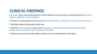 CLINICAL FINDINGS
 In adults, fever may not be present, and the infection may cause only a mild syndrome of anorexia,
dullness, agalactia, and constipation.
 Infection in early pregnancy may result in embryonic death, or abortion, and early return to estrus.
 Abundant vaginal discharge may be seen.
 Infection in late pregnancy may result in abortion, or in the subsequent birth of mummified
fetuses, which may involve all or only part of the litter.
 Abortion may result from the effects of fever or from viral infection of the fetus.
 