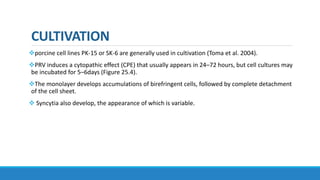 CULTIVATION
porcine cell lines PK-15 or SK-6 are generally used in cultivation (Toma et al. 2004).
PRV induces a cytopathic effect (CPE) that usually appears in 24–72 hours, but cell cultures may
be incubated for 5–6days (Figure 25.4).
The monolayer develops accumulations of birefringent cells, followed by complete detachment
of the cell sheet.
 Syncytia also develop, the appearance of which is variable.
 