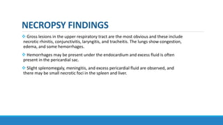 NECROPSY FINDINGS
 Gross lesions in the upper respiratory tract are the most obvious and these include
necrotic rhinitis, conjunctivitis, laryngitis, and tracheitis. The lungs show congestion,
edema, and some hemorrhages.
 Hemorrhages may be present under the endocardium and excess fluid is often
present in the pericardial sac.
 Slight splenomegaly, meningitis, and excess pericardial fluid are observed, and
there may be small necrotic foci in the spleen and liver.
 