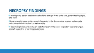 NECROPSY FINDINGS
 Histologically -severe and extensive neuronal damage in the spinal cord, paravertebral ganglia,
and brain.
Intranuclear inclusion bodies occur infrequently in the degenerating neurons and astroglial
cells, particularly in cerebral cortex in the pig.
 Necrotizing lesions with inclusion-body formation in the upper respiratory tract and lungs is
strongly suggestive of porcine pseudorabies.
 