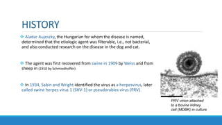 HISTORY
 Aladar Aujeszky, the Hungarian for whom the disease is named,
determined that the etiologic agent was filterable, i.e., not bacterial,
and also conducted research on the disease in the dog and cat.
 The agent was first recovered from swine in 1909 by Weiss and from
sheep in (1910 by Schmiedhoffer)
 In 1934, Sabin and Wright identified the virus as a herpesvirus, later
called swine herpes virus 1 (SHV-1) or pseudorabies virus (PRV).
PRV virion attached
to a bovine kidney
cell (MDBK) in culture
 