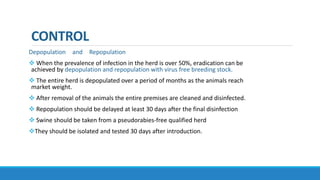 CONTROL
Depopulation and Repopulation
 When the prevalence of infection in the herd is over 50%, eradication can be
achieved by depopulation and repopulation with virus free breeding stock.
 The entire herd is depopulated over a period of months as the animals reach
market weight.
 After removal of the animals the entire premises are cleaned and disinfected.
 Repopulation should be delayed at least 30 days after the final disinfection
 Swine should be taken from a pseudorabies-free qualified herd
They should be isolated and tested 30 days after introduction.
 