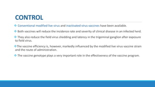 CONTROL
 Conventional modified live virus and inactivated virus vaccines have been available.
 Both vaccines will reduce the incidence rate and severity of clinical disease in an infected herd.
 They also reduce the field virus shedding and latency in the trigeminal ganglion after exposure
to field virus.
The vaccine efficiency is, however, markedly influenced by the modified live virus vaccine strain
and the route of administration.
 The vaccine genotype plays a very important role in the effectiveness of the vaccine program.
 