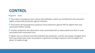 CONTROL
Pregnant Sows
 Vaccination of pregnant sows induces SN antibodies, which are transferred to the new-born
piglets and provide protection against infection.
 Vaccination during pregnancy produces more protection against PRV for piglets than sow
vaccination before mating.
 A better protection was observed in sows vaccinated with an attenuated virus than in sows
vaccinated with inactivated virus.
 Piglets rely on colostral and milk antibodies for protection, and the vaccination of piglets born
from vaccinated sows does not produce a significant serologic response until the piglets are
about 12 weeks of age
 