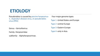ETIOLOGY
Pseudorabies is caused by porcine herpesvirus-
1 , Aujeszky’s disease virus, or pseudorabies
virus (PRV)
Genus --Varicellovirus
Family- Herpesviridae
subfamily - Alphaherpesvirinae.
Four major genome types
Type 1 -United States and Europe
Type 2 -central Europe
Type 3 -Eastern Europe
Type 4 -only in Asia.
 
