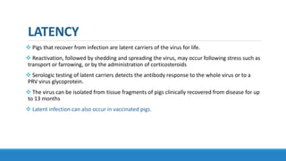 LATENCY
 Pigs that recover from infection are latent carriers of the virus for life.
 Reactivation, followed by shedding and spreading the virus, may occur following stress such as
transport or farrowing, or by the administration of corticosteroids
 Serologic testing of latent carriers detects the antibody response to the whole virus or to a
PRV virus glycoprotein.
 The virus can be isolated from tissue fragments of pigs clinically recovered from disease for up
to 13 months
 Latent infection can also occur in vaccinated pigs.
 