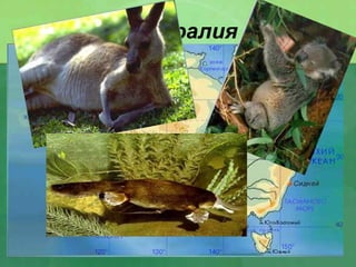 Австралия
 