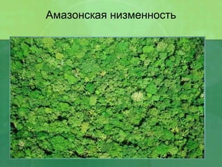Амазонская низменность
 
