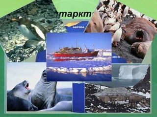 Антарктида
 