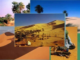 Пустыня Сахара
 