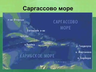 Саргассово море
 