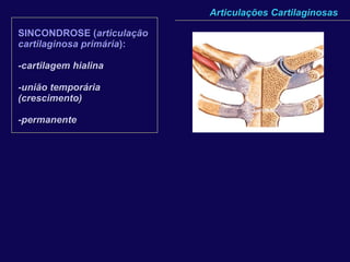Articulações Cartilaginosas SINCONDROSE ( articulação cartilaginosa primária ):   -cartilagem hialina -união temporária (crescimento) -permanente 
