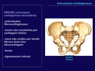 SÍNFISE ( articulação cartilaginosa secundária ):   -articulações fibrocartilaginosas -ossos são recobertos por cartilagem hialina -osso são unidos por tecido fibroso forte e/ou fibrocartilagem -fortes -ligeiramente móveis Articulações Cartilaginosas Discos intervertebrais fibrocartilaginosos Cartilagem hialina Sínfise Manúbrio Esternal Sínfise Púbica 