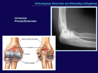 Articulações Sinoviais em Dobradiça (Gínglimo) -Uniaxiais -Flexão/Extensão 