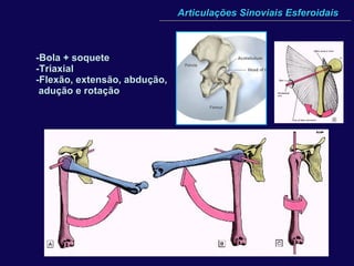 Articulações Sinoviais Esferoidais -Bola + soquete -Triaxial -Flexão, extensão, abdução,  adução e rotação 