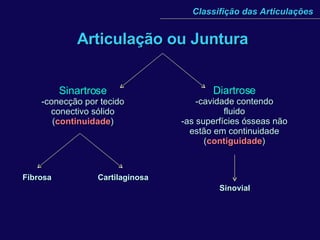 Articulação ou Juntura Classifição das Articulações Sinartrose -conecção por tecido conectivo sólido ( continuidade ) Diartrose -cavidade contendo fluido as superfícies ósseas não estão em continuidade ( contiguidade ) Fibrosa Cartilaginosa Sinovial 